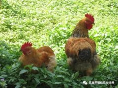 夏季高溫解暑抗應(yīng)激解決腸道菌群紊亂！！