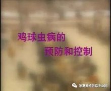 夏季球蟲(chóng)到底該怎么預(yù)防治療？都在這里！