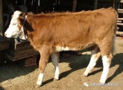 肥牛養(yǎng)殖過(guò)程中存在的問(wèn)題，應(yīng)該如何進(jìn)行解決