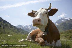 肥牛養(yǎng)殖過程中存在的問題，以及解決的方法。