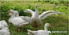 怎么治療鵝痛風(fēng)問題？快進來看看！