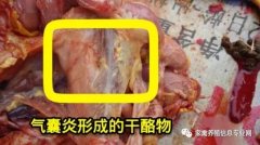 家禽氣囊炎其實不難治，找對方法最重要！