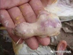 肉雞最頭疼的還是腺肌胃炎，到底該怎么解決？